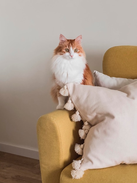 Un bellissimo gatto dai capelli rossi è seduto su un divano giallo accanto a un cuscino decorativo