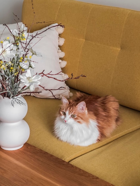 Un bellissimo gatto dai capelli rossi si sta riposando su un divano giallo nel salotto