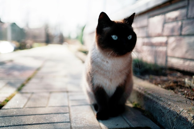 Un bellissimo gatto di colore bianco e occhi azzurri cammina in città per strada Copia spazio