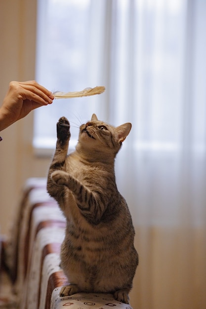 Un bellissimo gatto grigio è seduto sul divano, gioca con una piuma e guarda un'ostessa. Giochi di gatti. Animale giocoso e divertente. idea e concetto di cosa farà la quarantena a casa