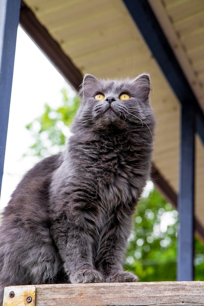 Un bellissimo gatto grigio