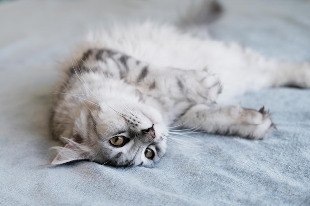 Un bellissimo gatto Maine Coon giace in una coperta Simpatico gatto domestico con pelo lungoxA