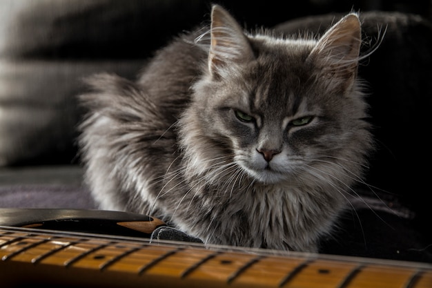 Un bellissimo gatto persiano grigio con uno sguardo minaccioso custodisce la chitarra elettrica del papà