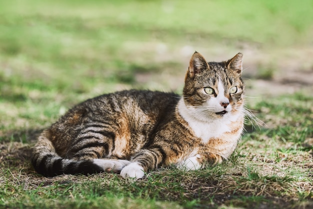 Un bellissimo gatto randagio sdraiato nell'erba verde e guarda e guarda di lato