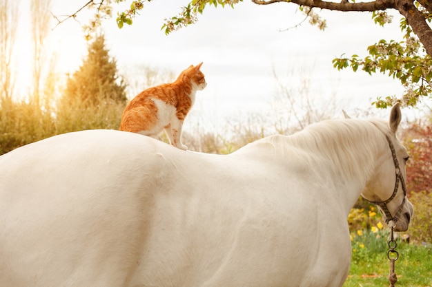 Un bellissimo gatto rosso si siede sulla schiena del cavallo