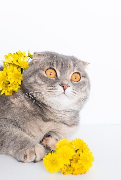 Un bellissimo gatto scozzese soffice con fiori gialli a portata di mano si siede sullo sfondo bianco