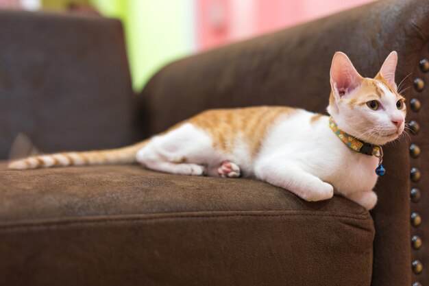 Un bellissimo gatto sdraiato e fulvo sul divano