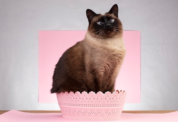 Un bellissimo gatto siamese siede in un cesto rosa e si mette in posa