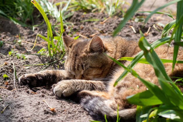 Un bellissimo gatto sta riposando nell'erba Il gatto è sdraiato in giardino