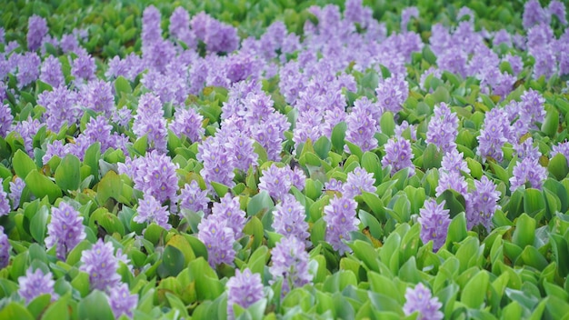 un bellissimo giardino di tulipani come in paradiso