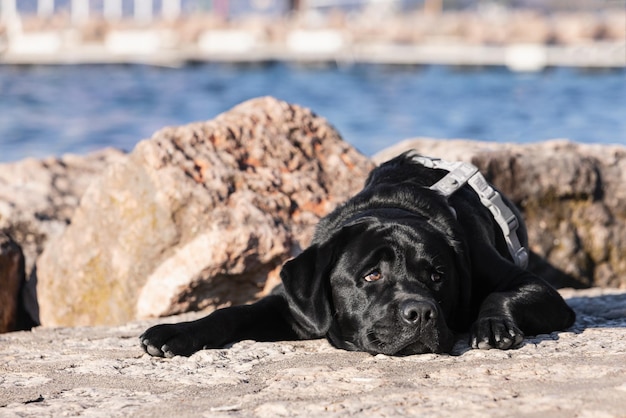 Un bellissimo giovane Labrador Retriever nero giace sulla riva vicino al Lago di Garda