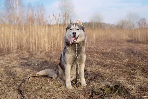 Un bellissimo husky siede in un campo