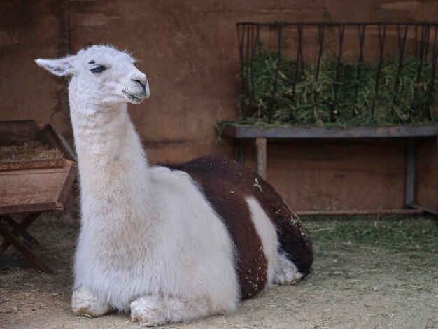 Un bellissimo lama in una fattoria