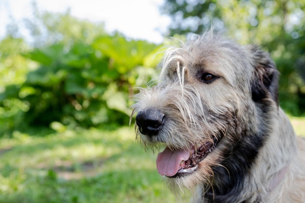 Un bellissimo lupo irlandese beige con una bella espressione in testa in un giardino