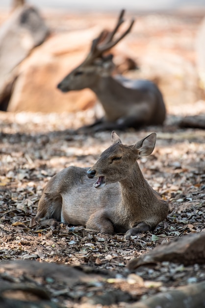 Un bellissimo marrone nella fauna selvatica