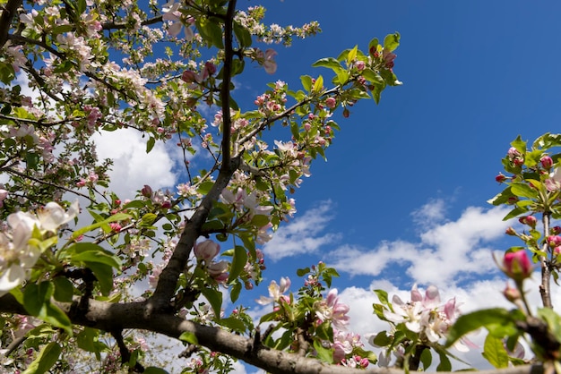 Un bellissimo melo in fiore in un frutteto primaverile