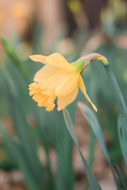 Un bellissimo narciso chiaro con un centro giallo Fioritura primaverile