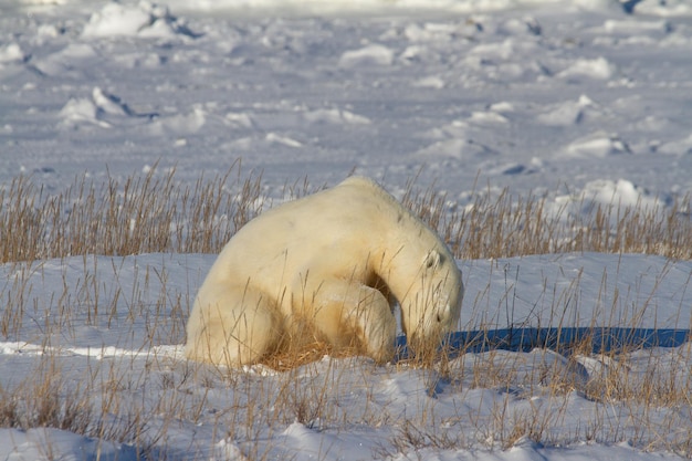 Un bellissimo orso polare che scava nella neve in una giornata di sole, vicino a Churchill, Manitoba Canada