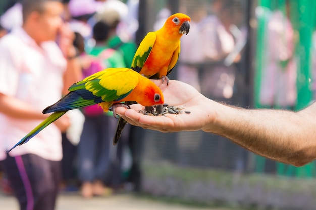 Un bellissimo pappagallo colorato mangiare cibo in mano