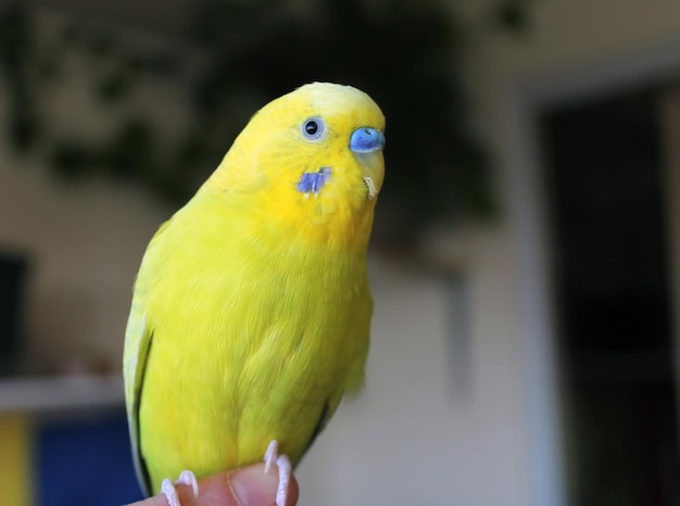 Un bellissimo pappagallo giallo rimane a portata di mano