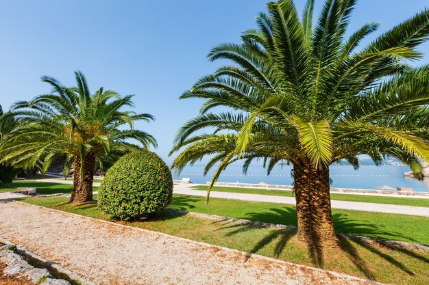 Un bellissimo parco estivo vista la mattina con la palma vicino a Milocer Beach (Montenegro, Budva)