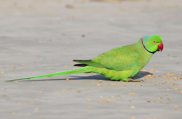 Un bellissimo parrocchetto dagli anelli di rosa in pieno piumaggio, pappagallo verde, bellissimo pappagallo, simpatico pappagallo