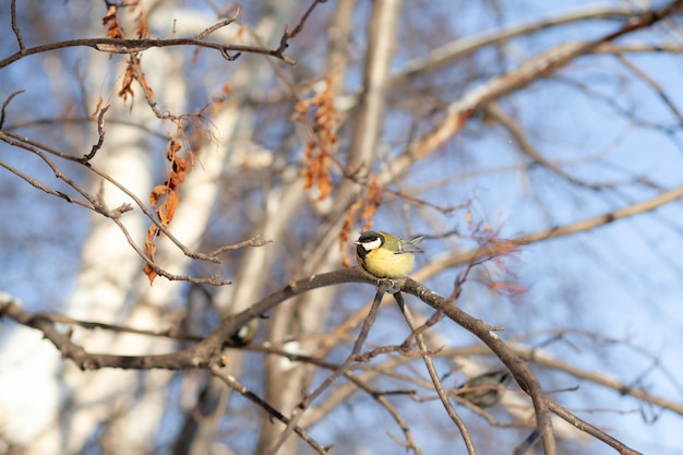 Un bellissimo passerotto su un ramo in inverno e vola per mangiare Anche altri uccelli sono seduti