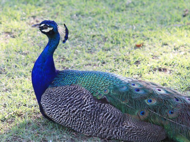 Un bellissimo pavone in un campo