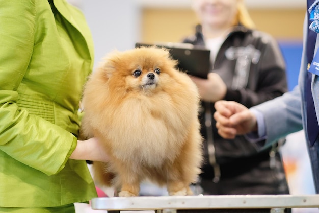 Un bellissimo Pomerania da esposizione durante l'ispezione da parte dei giudici alla mostra canina