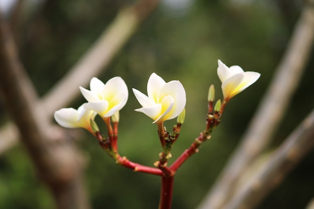 Un bellissimo primo piano dei fiori di Frangipani