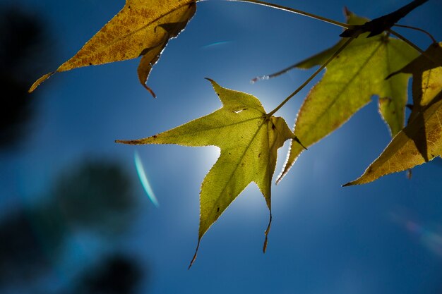 Un bellissimo sfondo autunnale con foglie che cadono.