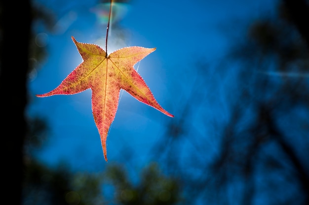 Un bellissimo sfondo autunnale con foglie che cadono.