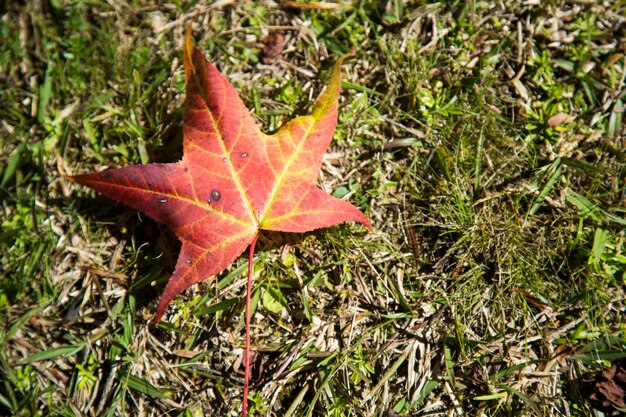 Un bellissimo sfondo autunnale con foglie che cadono.