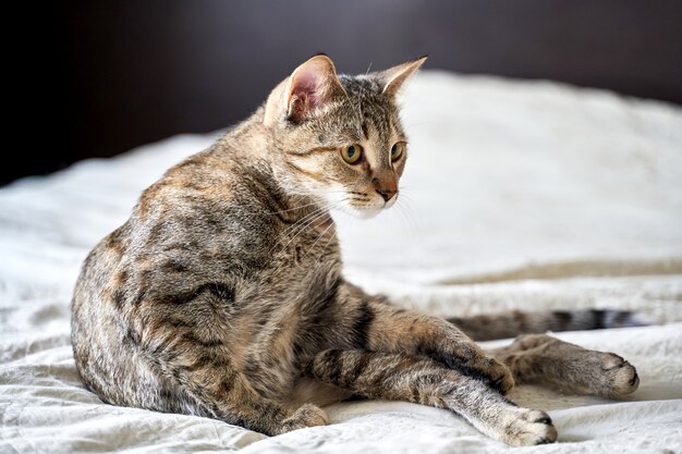 Un bellissimo simpatico gatto divertente è sdraiato sul letto