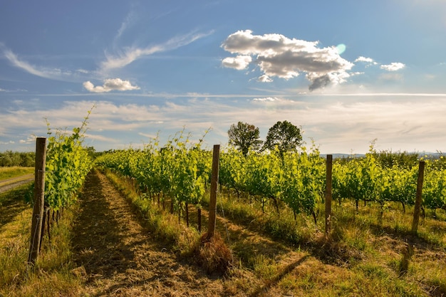 Un bellissimo spettacolo di un vigneto con un cielo nuvoloso blu