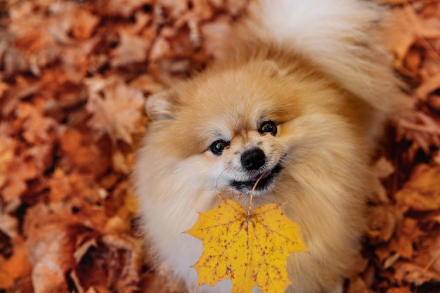 Un bellissimo spitz tiene in bocca una foglia d'autunno gialla. Vista dall'alto. Sfondo autunnale