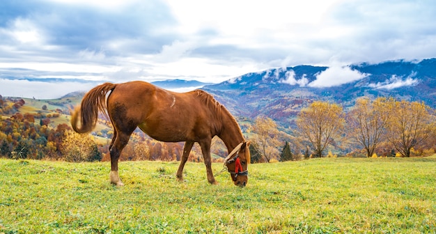 Un bellissimo stallone grazioso cammina lungo un campo verde e mangia erba fresca e succosa