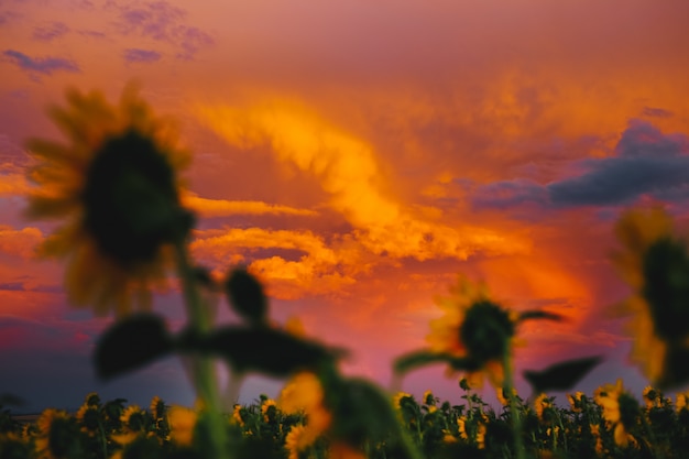 Un bellissimo tramonto estivo