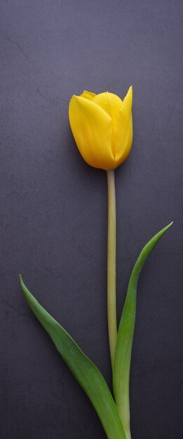 Un bellissimo tulipano giallo brillante in primo piano contro un muro di stucco grigio scuro.