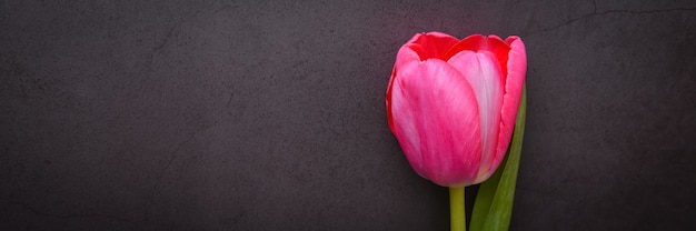 Un bellissimo tulipano giallo in primo piano contro un muro di stucco grigio-blu scuro.