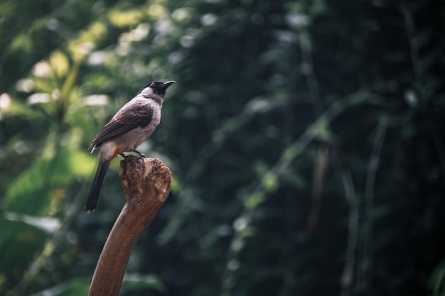 Un bellissimo uccello isolato si appollaia su un ramo all'aperto