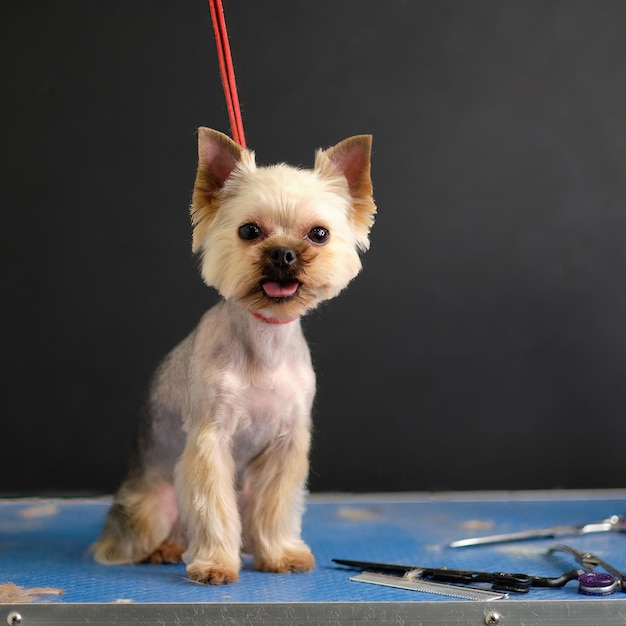 Un bellissimo Yorkshire terrier si siede su un tavolo su sfondo nero