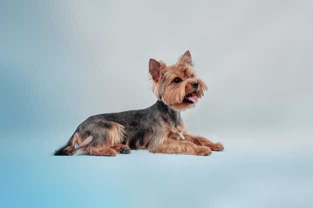 Un bellissimo Yorkshire terrier si trova e guarda attentamente