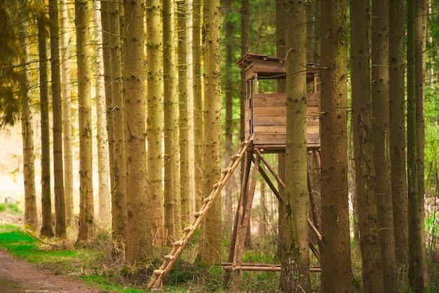 Un belvedere in legno elevato offre un punto di vantaggio sereno per gli osservatori della fauna selvatica