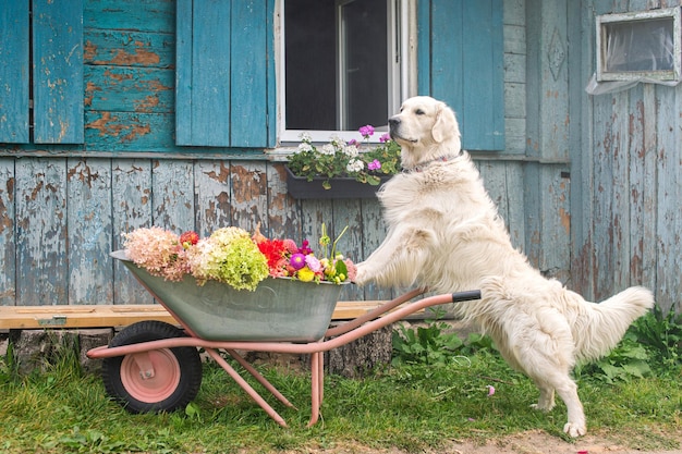 Un bianco Labrador retriever sta con le zampe su una carriola da giardino con fiori autunnali