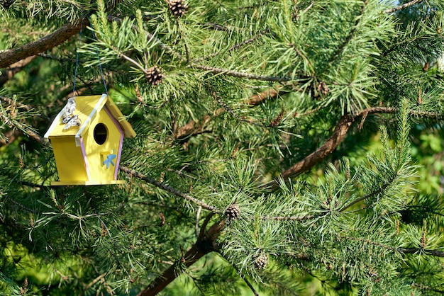 Un birdhouse giallo si blocca su un albero spinoso. Casa degli uccelli ornamentali. soleggiato illuminazione brillante.