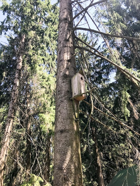 Un birdhouse marrone in legno una casa per gli uccelli in una foresta su un pino