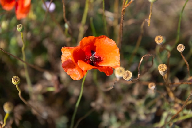 Un bocciolo aperto di un fiore di papavero rosso in un campo selvaggio in una zona montuosa. Avvicinamento. Paesaggio. Foto di alta qualità