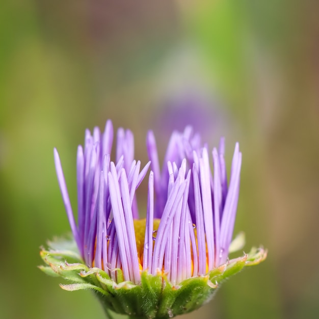 Un bocciolo di aster alpino aster alpinus bellissimi fiori viola con un centro arancione e gocce di