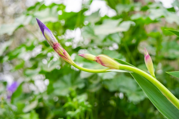 Un bocciolo di iris viola non aperto è fotografato in primo piano Lo sfondo è sfocato